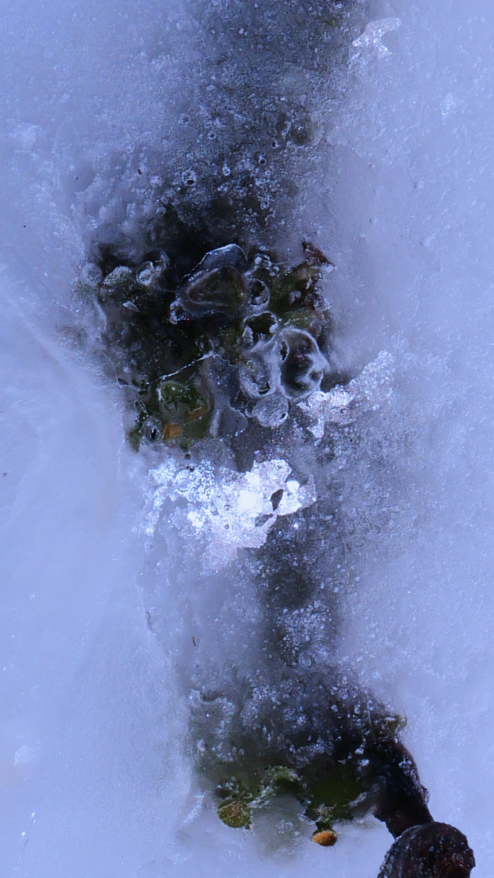 Registro fotográfico de hielo.
